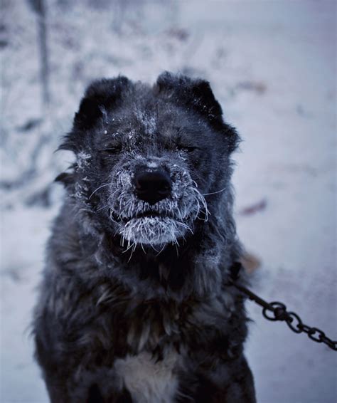amos chapple|Interview: Stunning Photos of the Coldest City in the .